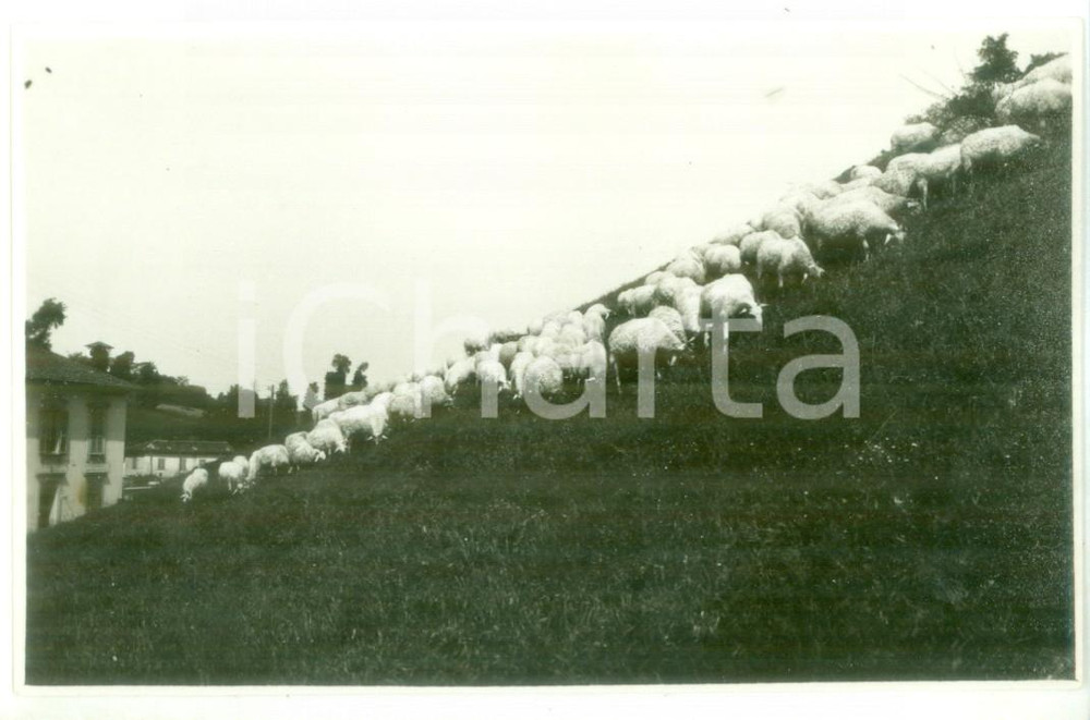 Fotografia d epoca originale Maggio 1931 NOVI LIGURE Gregge di pecore al pascolo  Foto cartolina ARTISTICA 1