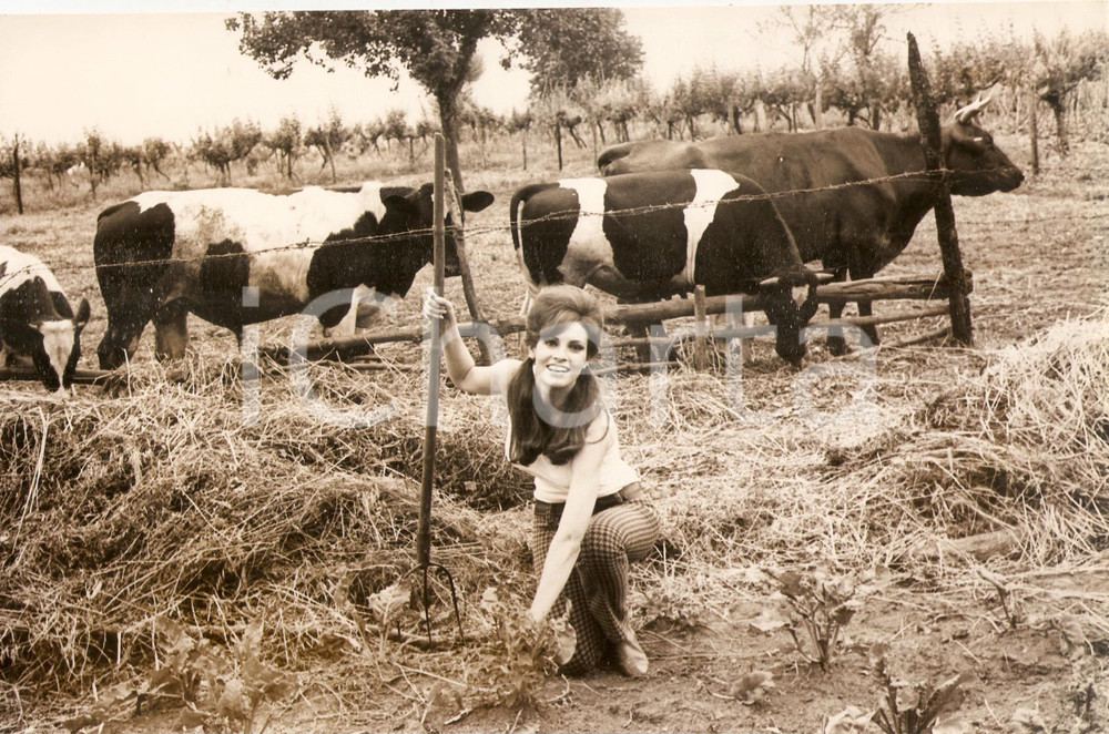 1970 ca CINEMA Attrice posa in un pascolo con mucche e tori Foto Agenzia GRANATA