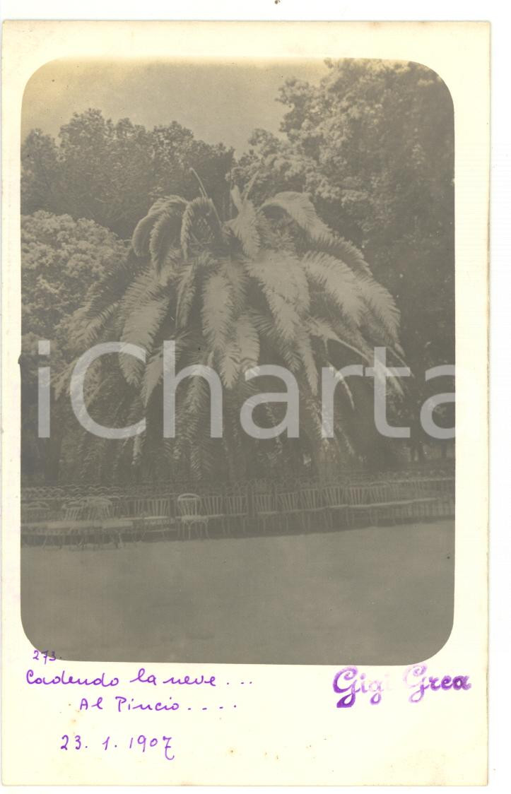 1907 ROMA Pincio - Palma imbiancata dalla neve *Fotocartolina