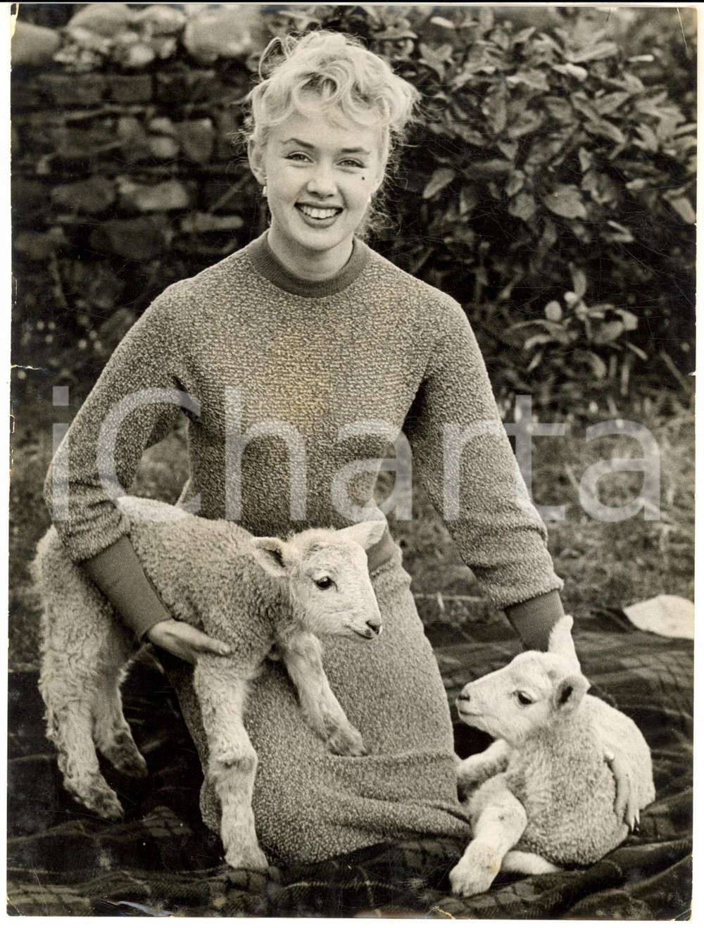 Fotografia d epoca originale 1958 FYLDE LANCASHIRE Barbara TURNER with lambs in a farm Photo 15x20 cm 1