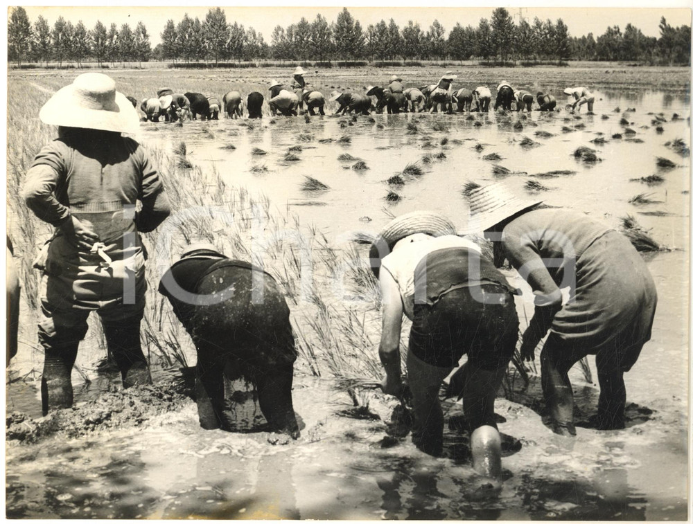 1955 ca COSTUME LOMBARDIA Mondine al lavoro in una risaia - Foto 24x18 cm