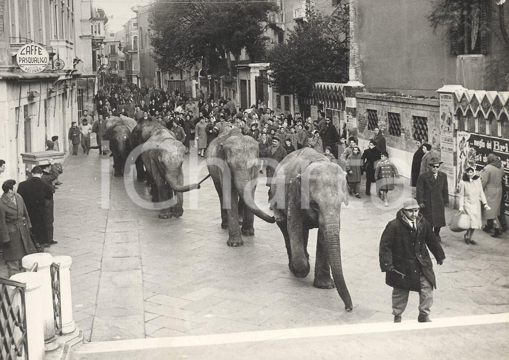 1958 VENEZIA Elefanti attraversano il Ponte PASQUALIGO - Foto CURIOSA 18x13 cm Fotografia d'epoca. CONDIZIONI: GFORMATO: 18x13 cm     originale e autentica 1