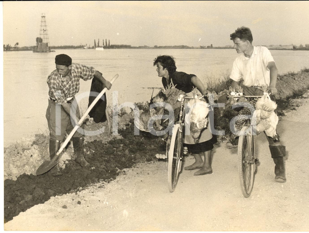 1957 ALLUVIONE DEL POLESINE Famiglie salvano i galli in bicicletta - Foto 18x13
