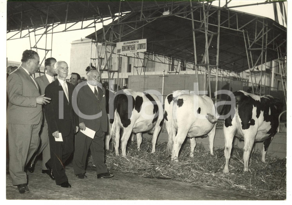 1953 ROMA Mostra Agricoltura - Allevamento BONCOMPAGNI-LUDOVISI - Rocco SALOMONE  Fotografia d'epoca con didascalia coeva.  CONDIZIONI: FAIR (piegatura all'angolo inferiore sinistro) FORMATO: 18x13 cm     originale e autentica 1