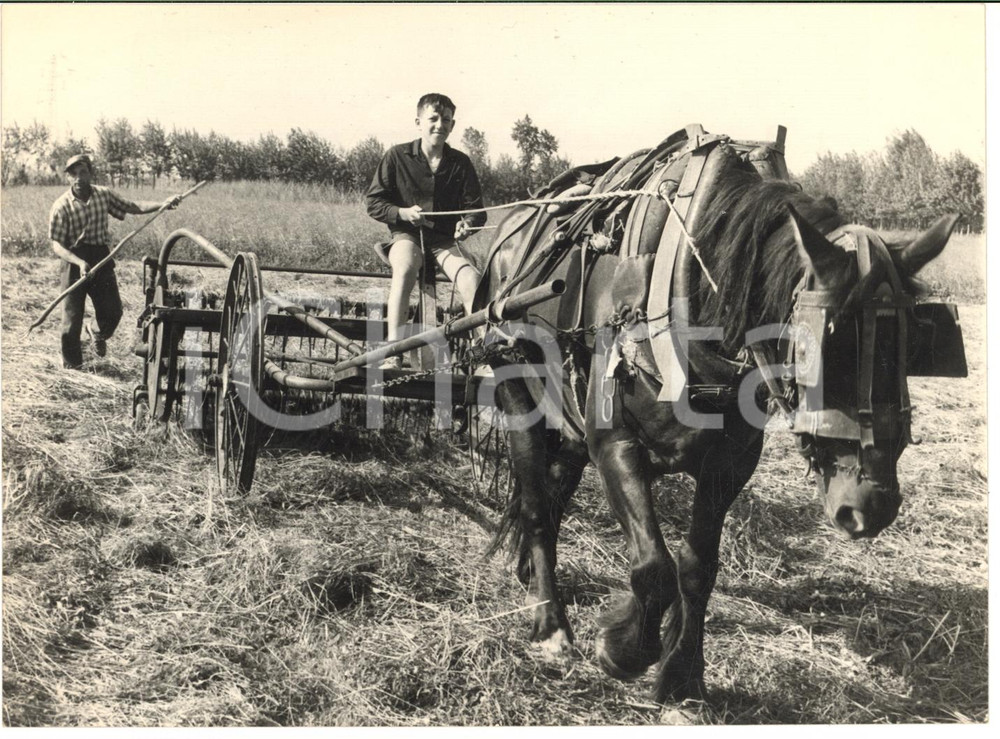 1963 TREVIGLIO PREMIO BASLINI BontÃ  - Renzo CAVERZAGHI al lavoro nei campi Fotografia d'epoca con didascalia coeva.  CONDIZIONI: GFORMATO:  18x13 cm     originale e autentica 1