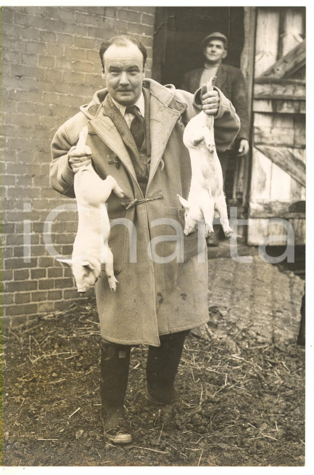 1958 LITTLE BLAKENHAM Minister John Hugh HARE with two piglets *Foto 14x21 cm  Fotografia d'epoca con didascalia coeva.  CONDIZIONI: FAIR (fotografia rifilata; lieve alone) FORMATO: 14x21 cm     originale e autentica 1