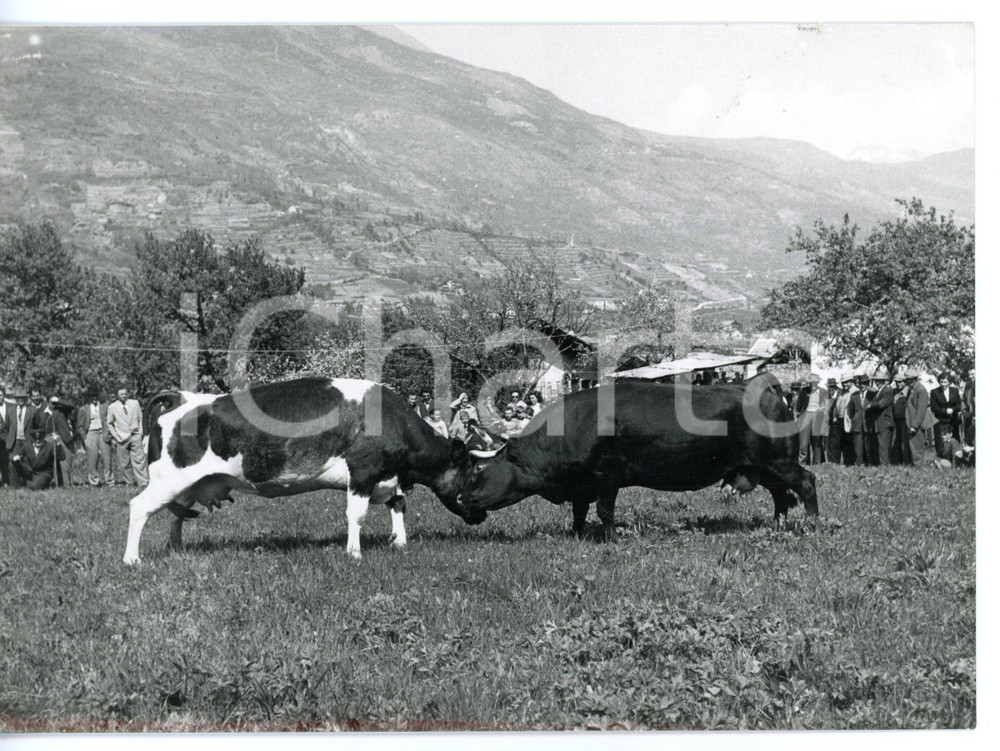 1957 SAINT-MARCEL Vacche in una fase della "Battaglia delle Regine" *Foto 18x13 Fotografia d'epoca con didascalia coeva al verso. CONDIZIONI: GFORMATO: 18x13 cm     originale e autentica 1