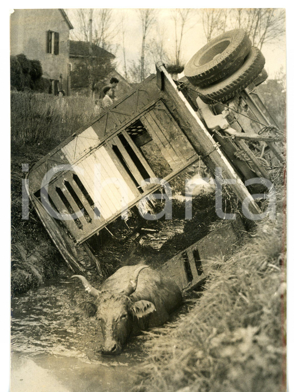 1957 ALLUVIONE PORTO TOLLE - SCARDOVARI Bue tenta di liberarsi dal fango *Foto Fotografia d'epoca con didascalia coeva al verso. CONDIZIONI: G (ma lieve alone diffuso)FORMATO: 13x18 cm     originale e autentica 1