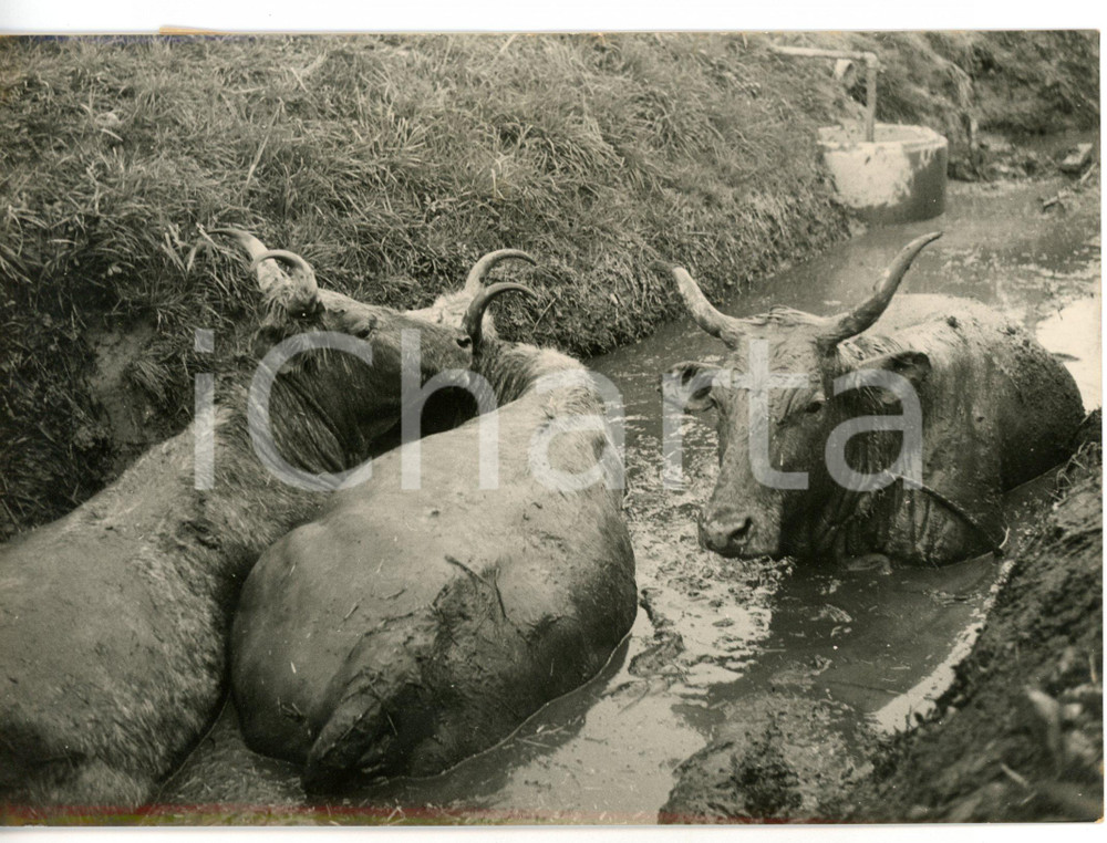 1957 ALLUVIONE POLESINE - PORTO TOLLE Bestiame bloccato nel fango *Foto 18x13 cm Fotografia d'epoca con didascalia coeva al verso. CONDIZIONI: GFORMATO: 18x13 cm     originale e autentica 1