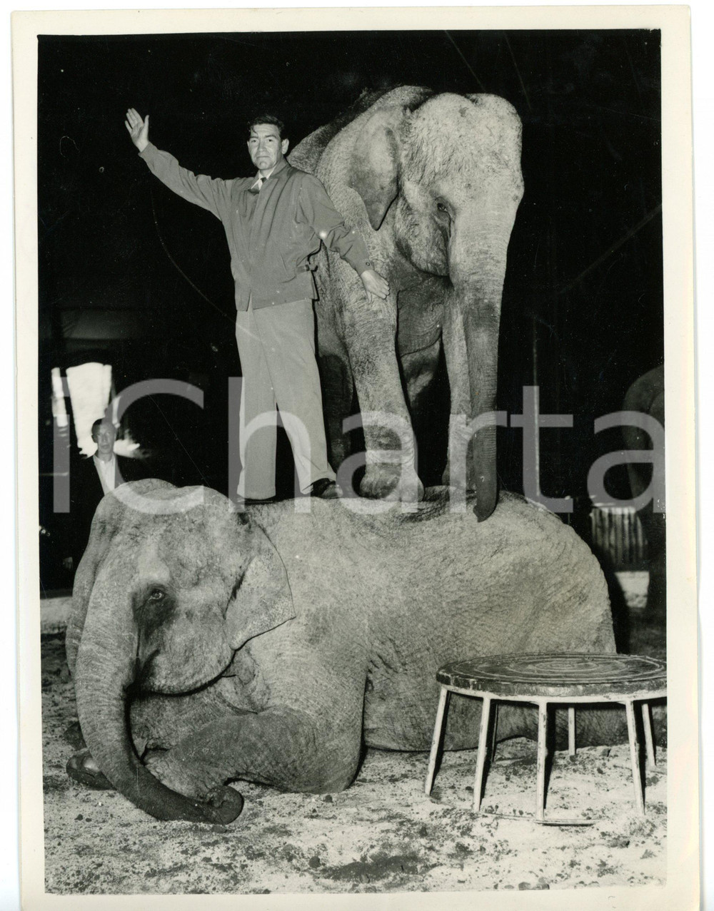 1955 LONDON Robert BEATTY takes control of two elephants of the circus *Foto  Fotografia d'epoca con didascalia coeva al verso. CONDIZIONI: GFORMATO: 15x20 cm     originale e autentica 1