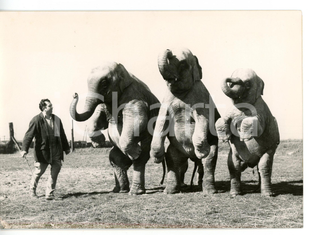 1957 FRANCIA - CIRCO Direttore Jean RICHARD presenta gli elefanti *Foto 18x13 cm Fotografia d'epoca con didascalia coeva al verso. CONDIZIONI: GFORMATO: 18x13 cm     originale e autentica 1