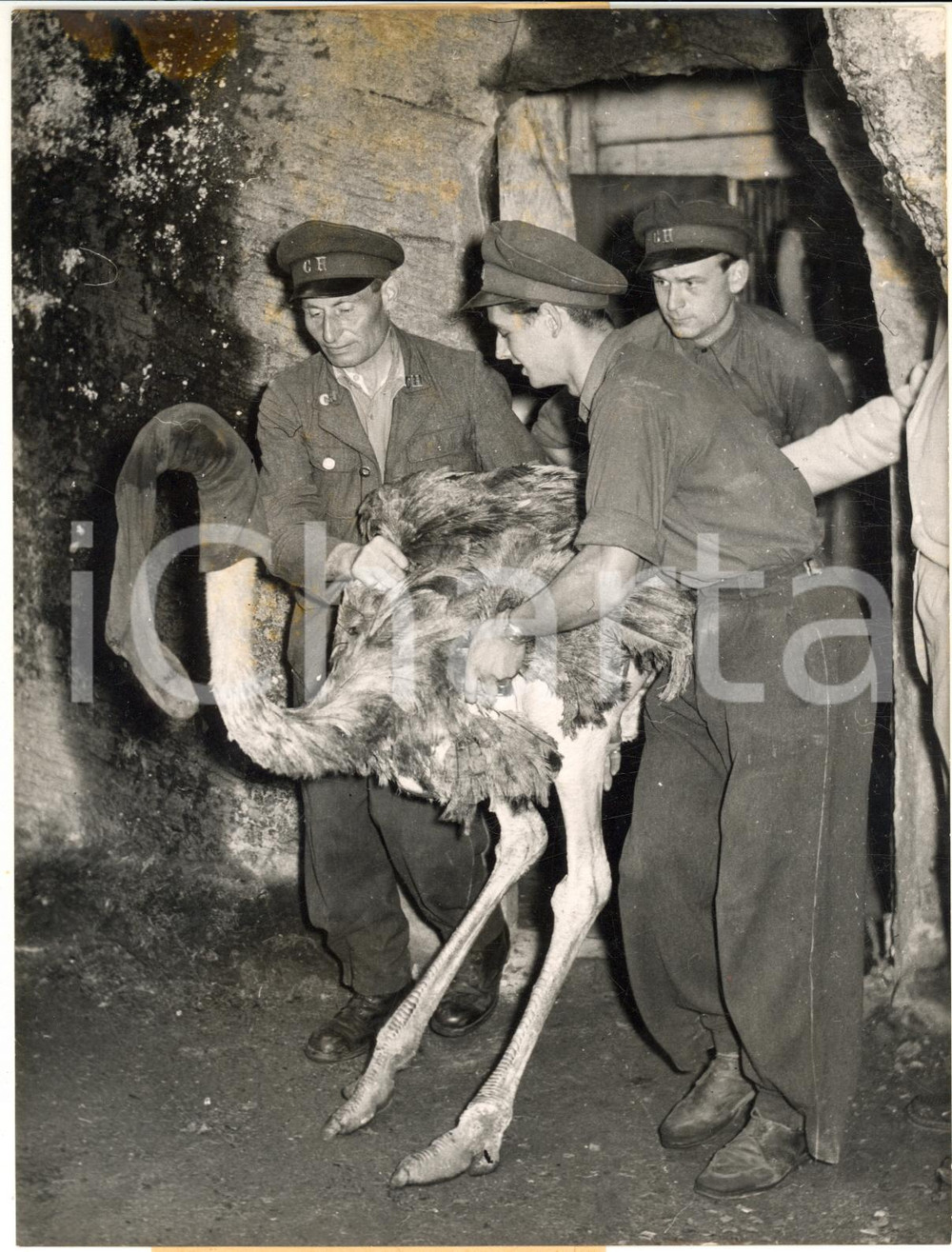 1953 HAMBURG ZOO Ostrich with a stocking over the head during a blackout *Photo