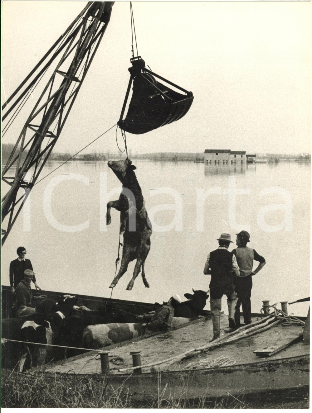 1968 SANTA TERESA DI CREMONA Salvataggio bestiame dall'alluvione *DANNEGGIATA Fotografia d'epoca con didascalia coeva al verso. CONDIZIONI: VERY POOR (profonda piegatura centrale)FORMATO: 18x24 cm     originale e autentica 1