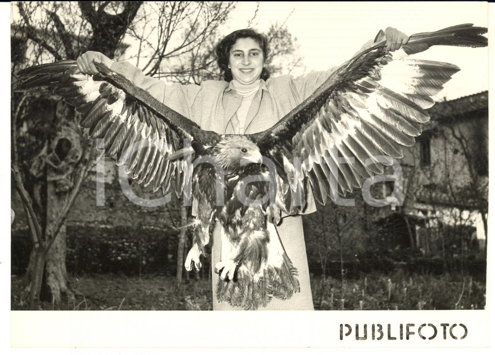 1955 GIFFONI VALLE PIANA Cattura di aquila con 3 metri di apertura alare - Foto