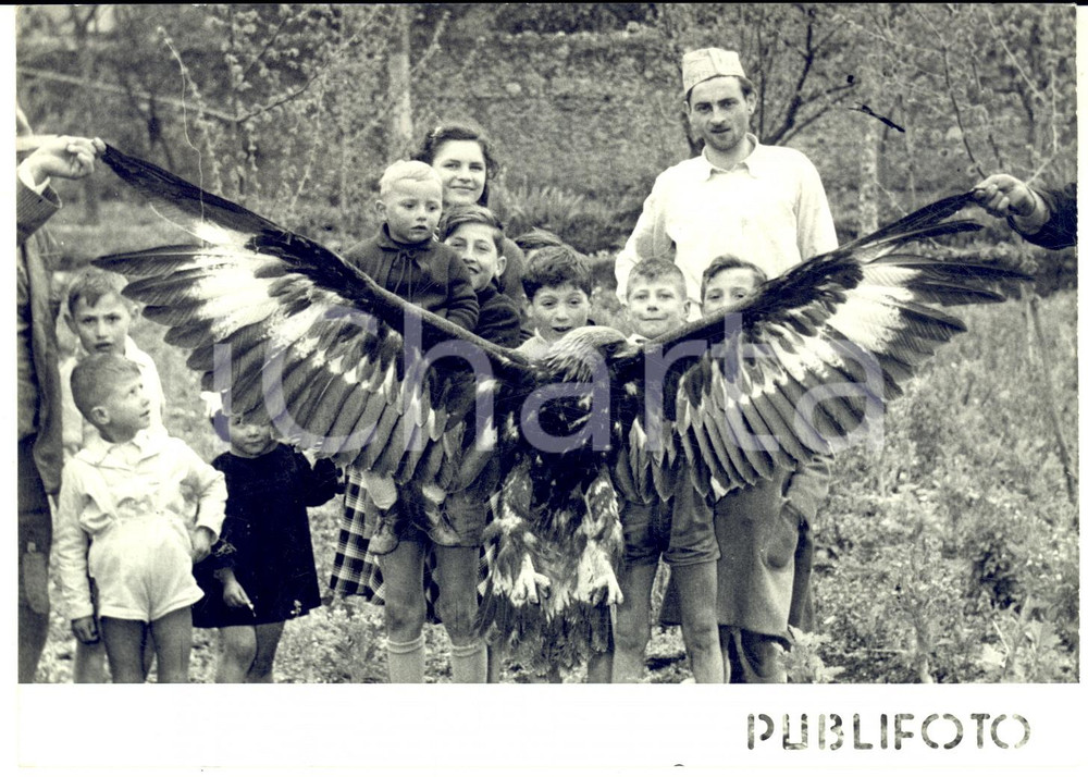 1955 GIFFONI VALLE PIANA Cattura di aquila con 3 metri di apertura alare *Foto