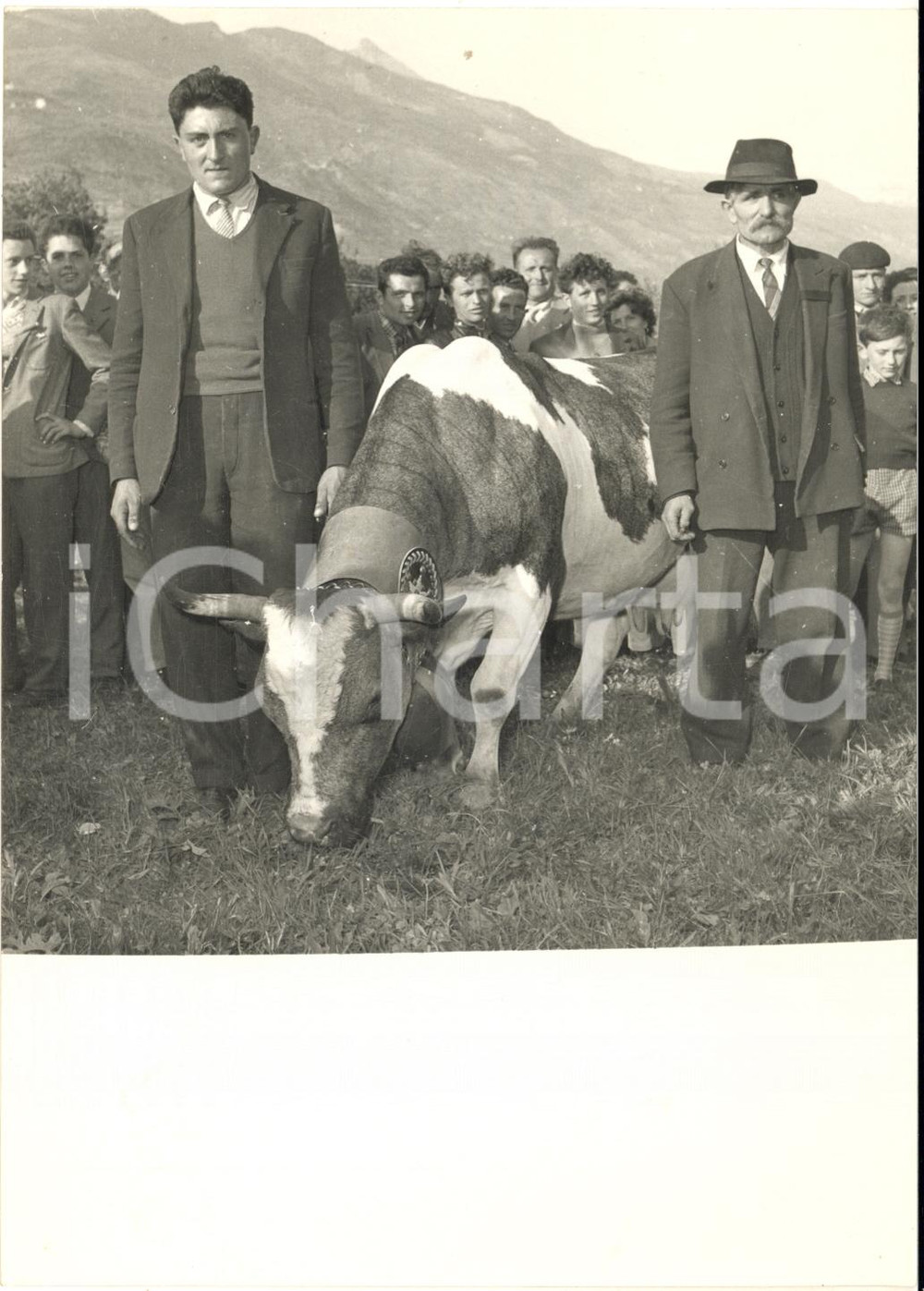 1957 SAINT-MARCEL (AO) "Bataille de reines" - Le mucche in gara *Foto 13x18 cm