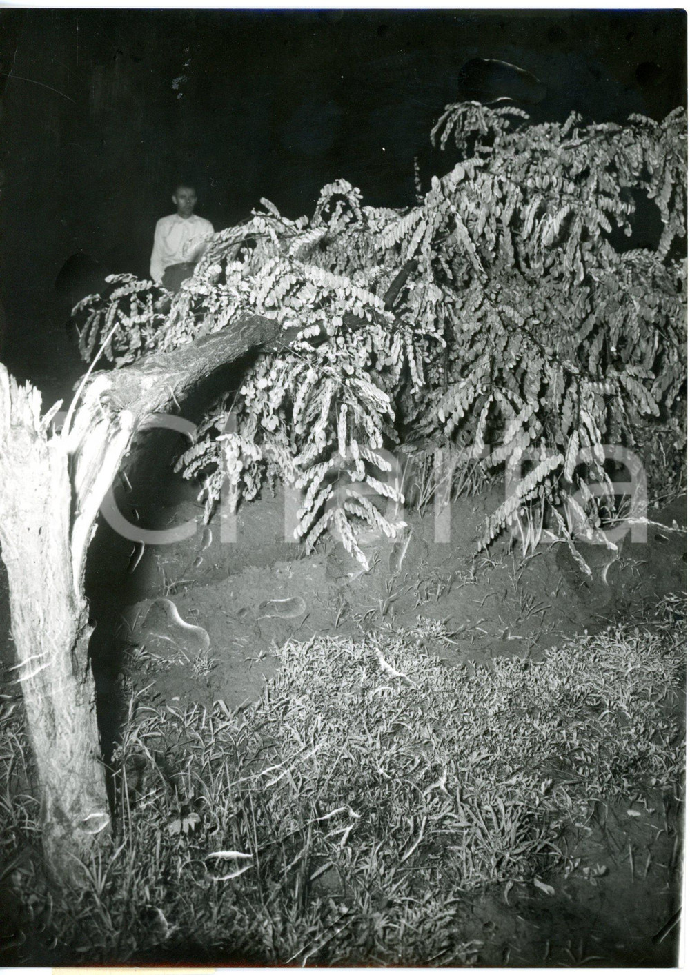 1955 CARMAGNOLA (TO) Albero spezzato in seguito a un violento nubifragio *Foto