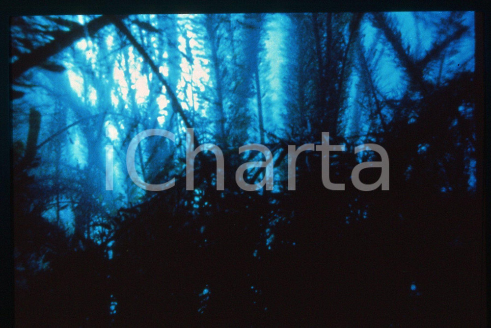 35mm vintage slide*1991 ANIMA MUNDI - Scena dal documentario di Godfrey REGGIO