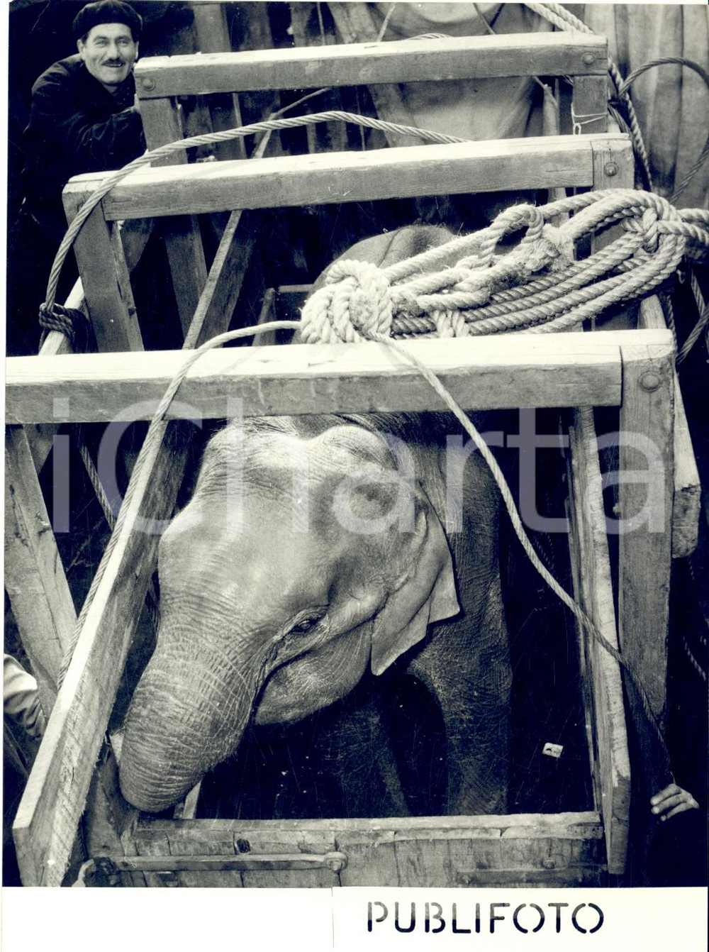 1955 ca Porto di GENOVA CIRCO Sbarco di un elefantino *Foto 13x18 cm