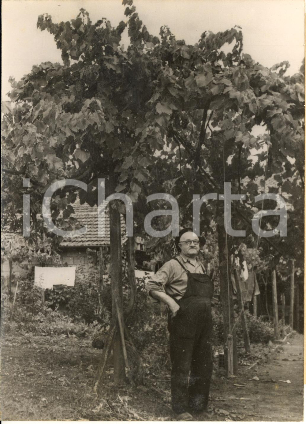1955 ca RANDAN (Puy-de-Dôme) Viticoltore con un ceppo gigante - Foto 13x18