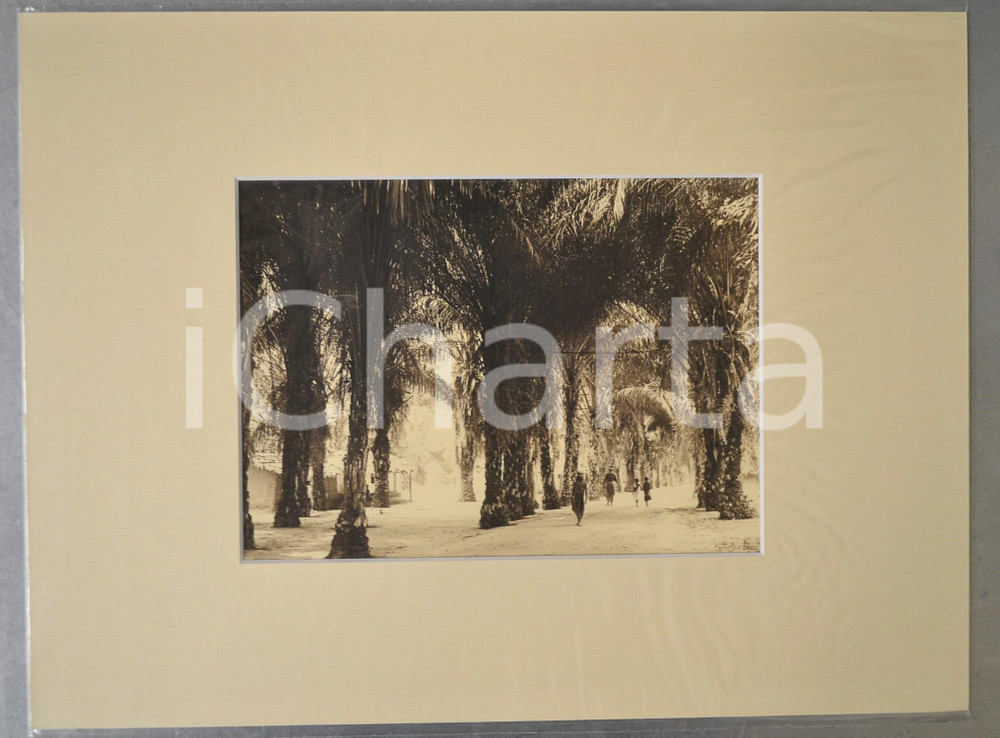 1950 ca AFRICA Strada tra le palme in un villaggio - Foto Jacques DONCQ 40x30 cm  Fotografia originale d'epoca, incorniciata con passepartout in cartoncino pesante e fissata con adesivo al retro.Velina protettiva.FOTOGRAFO: Jacques DoncqCONDIZIONI: GFORMATO: 23x17 cm (fotografia); 40x30 cm (cartoncino)    originale e autentica 1