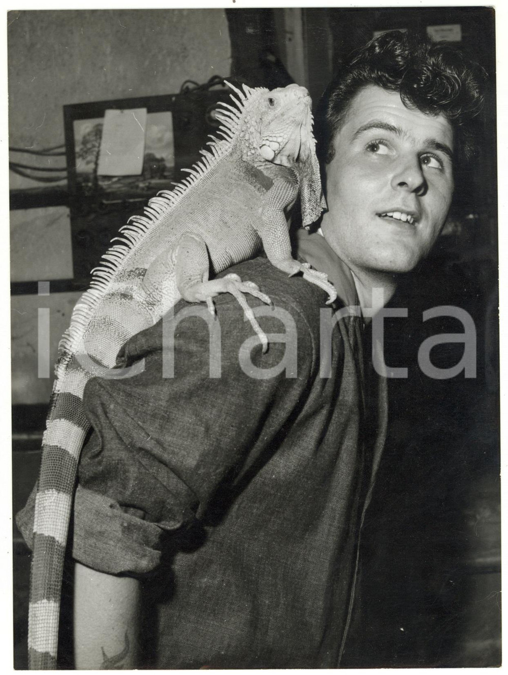 1960 LONDON Roger AINSLEY with his iguana perching on the shoulder *Photo Fotografia d'epoca, con didascalia coeva al verso.  CONDIZIONI: FAIR (piegature all'angolo superiore sinistro e all'angolo inferiore destro, lievi difetti di stampa)FORMATO: 15x20 cm    originale e autentica 1