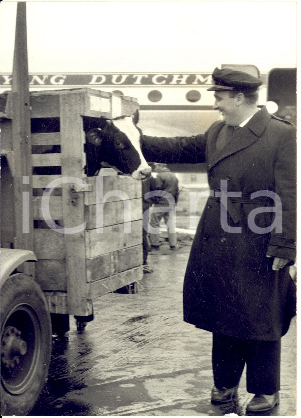 1957 ROMA CIAMPINO Arrivo del torello Christy in dono per papa Pio XII Foto