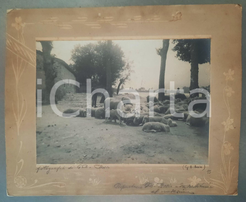 Fotografia d epoca originale 1920 ca Area di BRESCIA Pecore al pascolo  Foto Giovanni Battista BOSIO 32x26 1