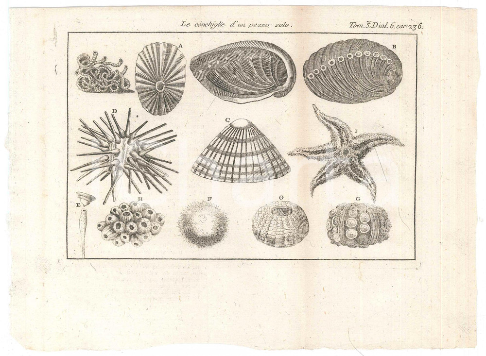 Stampa, bozzetto originale 1767 ? LO SPETTACOLO DELLA NATURA  Le conchiglie d un pezzo solo Stampa 1
