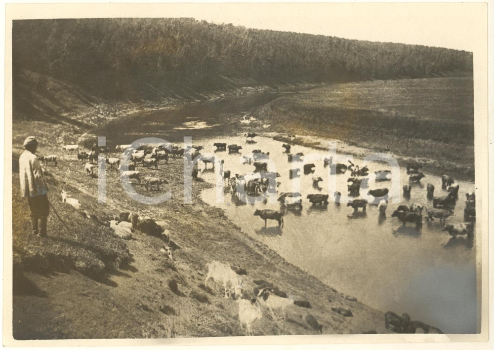 Fotografia d epoca originale 1930 ca EX URSS Pastore sorveglia una mandria  Foto 17x12 cm 1