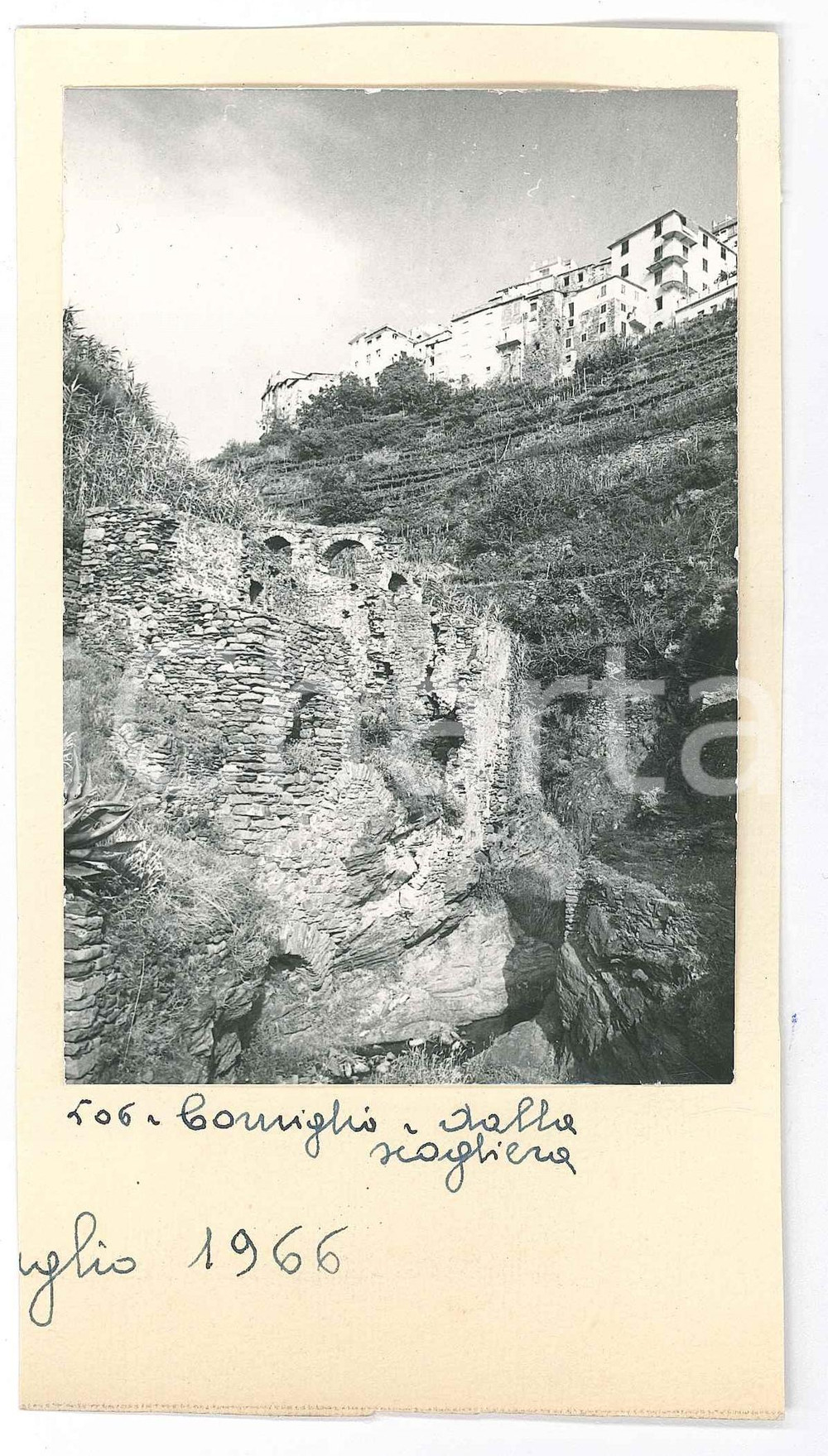 1966 CINQUE TERRE - CORNIGLIA - Veduta dalla scogliera *Foto 9x17 cm Fotografia originale d'epoca, montata su cartoncino. GOOD/buono  Formato: 9x17 cm (cartoncino); 8x12 cm originale e autentica 1