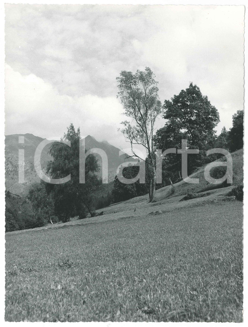 Fotografia d epoca originale 1955 ca VALGRANDE / VEZZA D OGLIO Sentiero per TU Foto Gualtiero LAENG FIRMATA 1