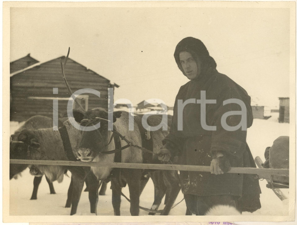 Fotografia d epoca originale 1935 LOVOZERO URSS Segretario del Comitato distrettuale con il bestiame Foto 1