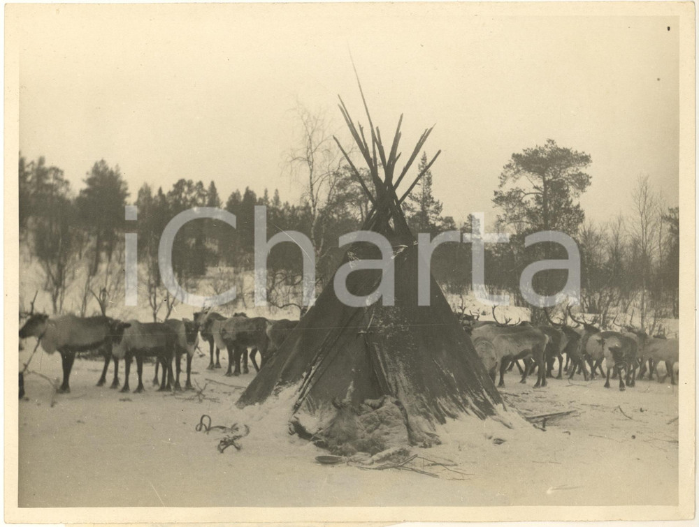 Fotografia d epoca originale 1935 CARELIA URSS Branco di renne presso una tenda Foto 24x18 cm 1