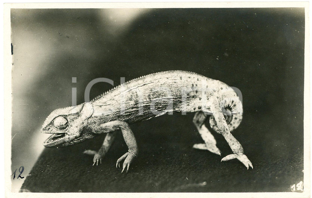 1930 ca CONGO BELGE - FAUNE - CamalÃ©on - Photo L. GABRIEL nÂ° 12 Fotografia originale d'epoca, con timbro del fotografo al verso.FOTOGRAFO: L&eacute;opold Gabriel - Panda - Katanga  GOOD/buono  Formato: 14x9 cm originale e autentica 1