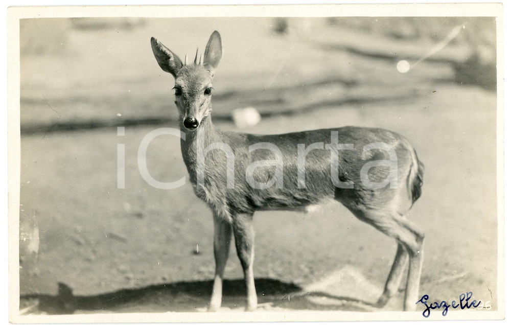 1930 ca CONGO BELGE - FAUNE - Gazelle *Photo LÃ©opold GABRIEL 96 Fotografia originale d'epoca, con timbro del fotografo al verso.FOTOGRAFO: L&eacute;opold Gabriel - Elisabethville  GOOD/buono ma difetti di stampa Formato: 14x9 cm originale e autentica 1