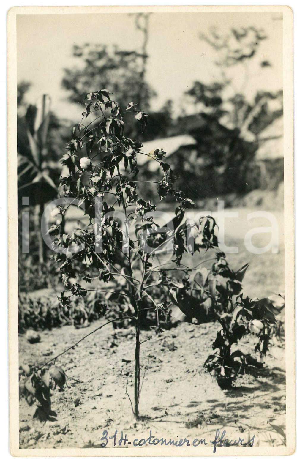 1930 ca CONGO BELGE KATANGA Cotonnier en fleur *Photo L. GABRIEL nÂ° 314 Fotografia originale d'epoca, con timbro del fotografo al verso.FOTOGRAFO: L&eacute;opold Gabriel - Panda - Katanga  GOOD/buono  Formato: 9x14 cm originale e autentica 1