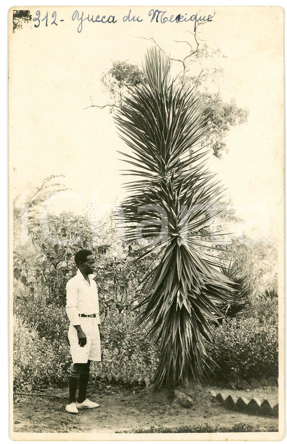 1930 ca CONGO BELGE - KATANGA - Yucca du Mexique *Photo L. GABRIEL nÂ° 312 Fotografia originale d'epoca, con timbro del fotografo al verso.FOTOGRAFO: L&eacute;opold Gabriel - Panda - Katanga  GOOD/buono  Formato: 9x14 cm originale e autentica 1