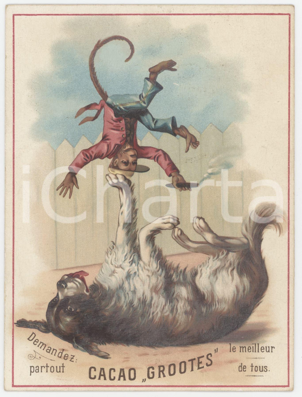 1910 ca HOLLAND - CACAO GROOTES Advertising card - Circus dog and monkey  Biglietto originale pubblicitario. FAIR/discreto alone al verso Formato: 11x15 cm originale e autentica 1