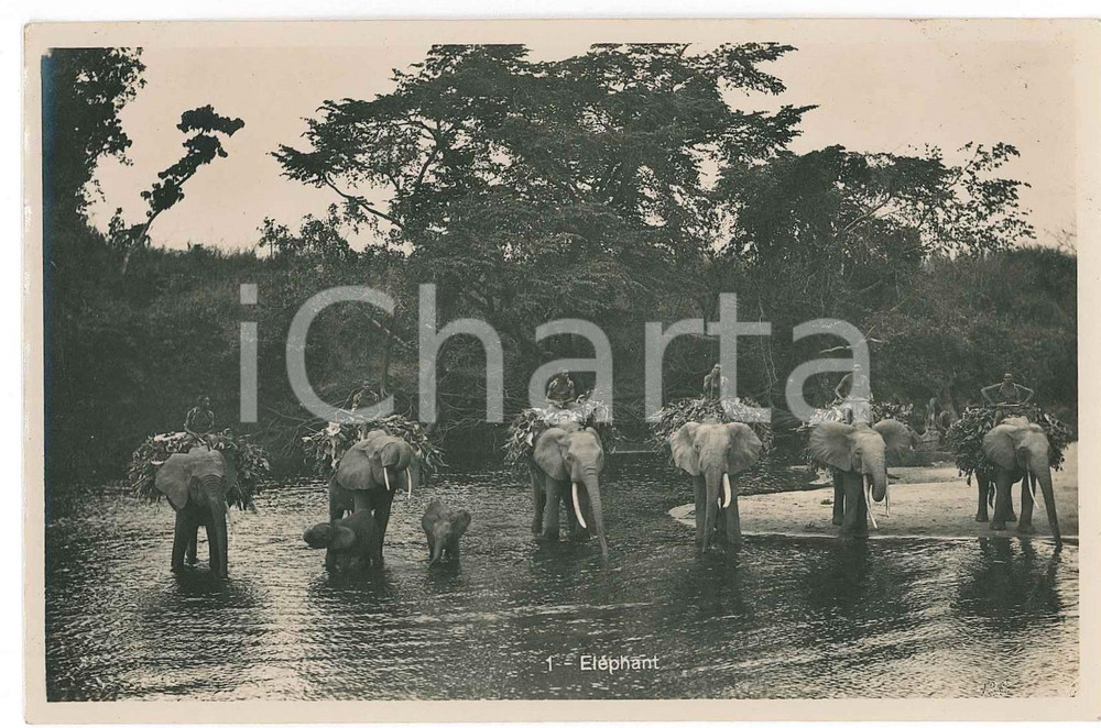1930 C. ZAGOURSKI «L'Afrique qui disparaît» CONGO BELGE - Eléphant - Postcard 1  Fotocartolina postale d'epoca, appartenente alla serie &laquo;L'Afrique qui dispara&icirc;t&raquo; del fotografo Casimir Zagourski (L&eacute;opoldville). Non viaggiata.CONDIZIONI: GFORMATO: 14x9 cm    originale e autentica 1