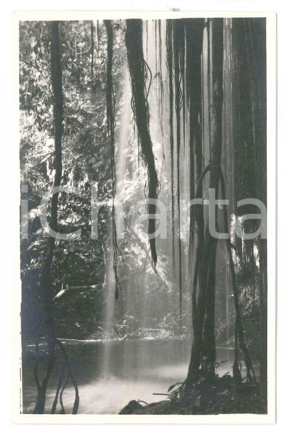 1930 ca C. ZAGOURSKI Â«Le Congo IllustrÃ©Â» CONGO BELGE ForÃªt Postcard (1)  Fotocartolina postale d'epoca, appartenente alla serie &laquo;Le Congo Illustr&eacute;&raquo; del fotografo Casimir Zagourski (L&eacute;opoldville).Non viaggiata.CONDIZIONI: GFORMATO: 14x9 cm     originale e autentica 1