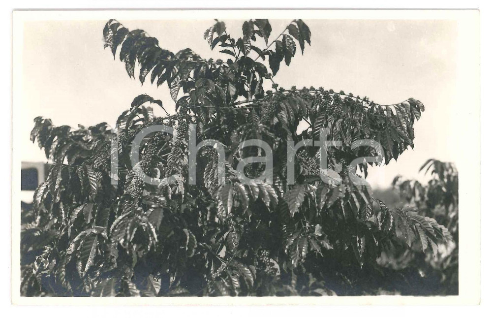 1930 ca C. ZAGOURSKI (?) CONGO BELGE - Plantes cafÃ© *Photo 14x9 cm  Fotografia seriale d'epoca, attibuita al fotografo Casimir Zagourski.CONDIZIONI: GFORMATO: 14x9 cm    originale e autentica 1