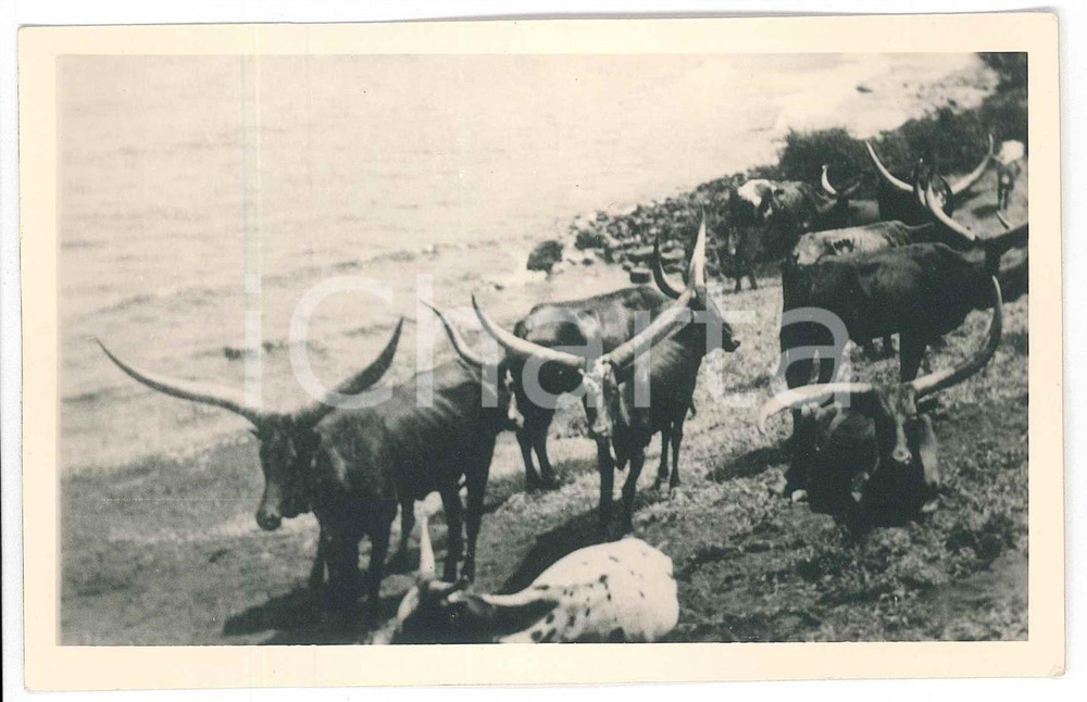 1930 ca C. ZAGOURSKI «L'Afrique qui disparaît» URUNDI Bétail sacré *Postcard 105  Fotocartolina postale d'epoca, appartenente alla serie &laquo;L'Afrique qui dispara&icirc;t&raquo; del fotografo Casimir Zagourski (L&eacute;opoldville).N&deg; 105, non viaggiata.Al verso timbro: "Henri Nicaise Photographe - Namur"CONDIZIONI: GFORMATO: 14x9 cm    originale e autentica 1
