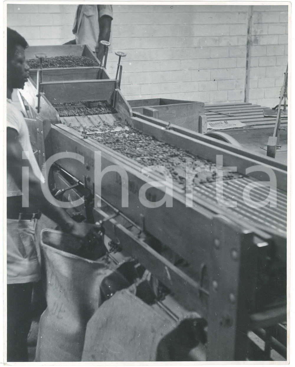 1950 ca CONGO - Indigenous worker in a factory - Coffee *Photo VAN HIMME  Fotografia originale d'epoca. FAIR/discreto piegature angolari Formato: 29x23 cm originale e autentica 1