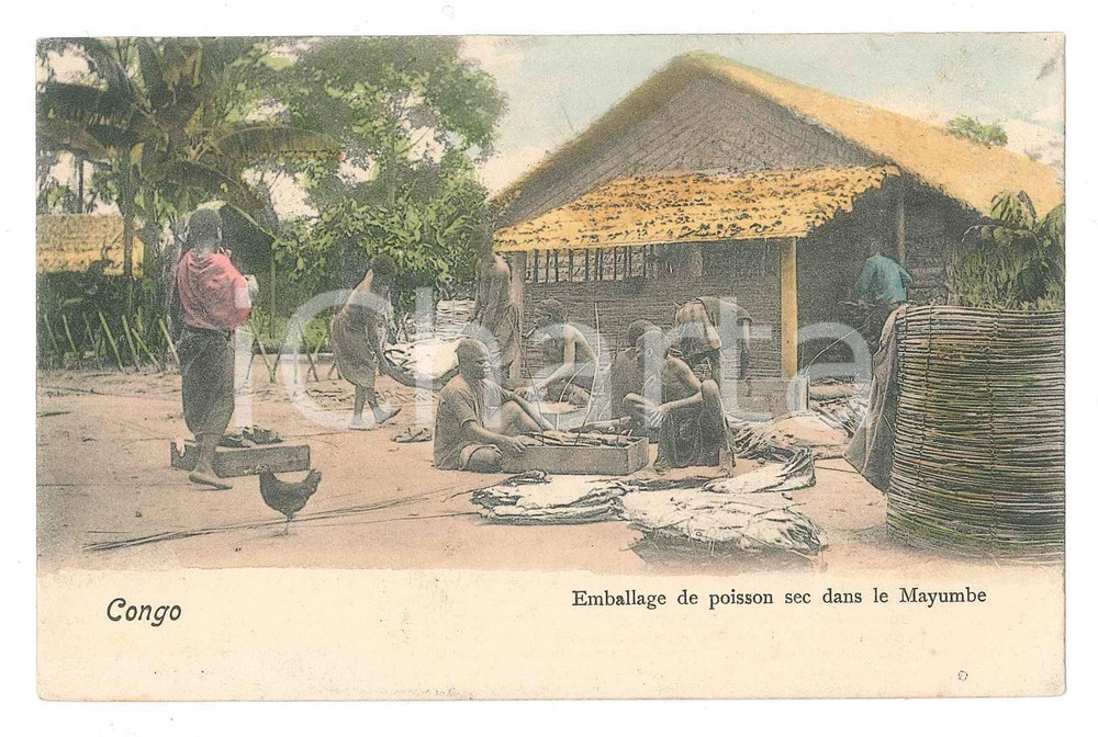 1908 CONGO BELGE Emballage de poisson sec dans le Mayumbe - Carte postale FP  Cartolina d'epoca, non viaggiata. FAIR/discreto Lievi smussature agli angoli Formato: 14x9 originale e autentica 1