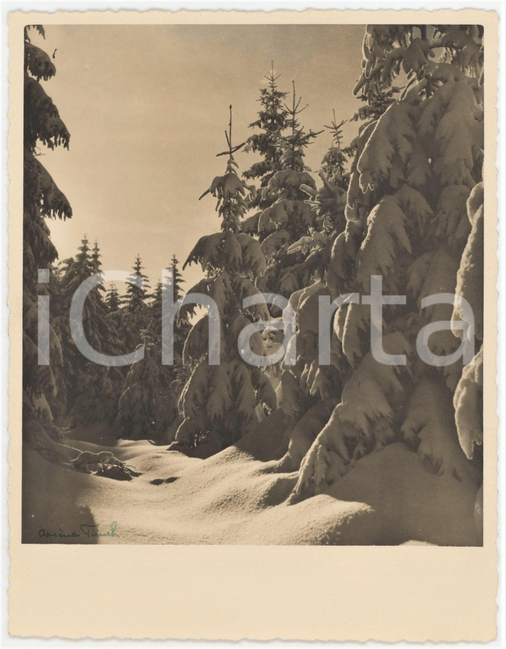 1950 ca BELGIQUE Bois sous la lourde neige - Photo ArsÃ¨ne FINCK 13x16 cm  Fotografia originale d'epoca, con firma al recto.Didascalia manoscritta al verso. FOTOGRAFO: Ars&egrave;ne Finck - Ensival, Belgique GOOD/buono  Formato: 13x16 cm originale e autentica 1