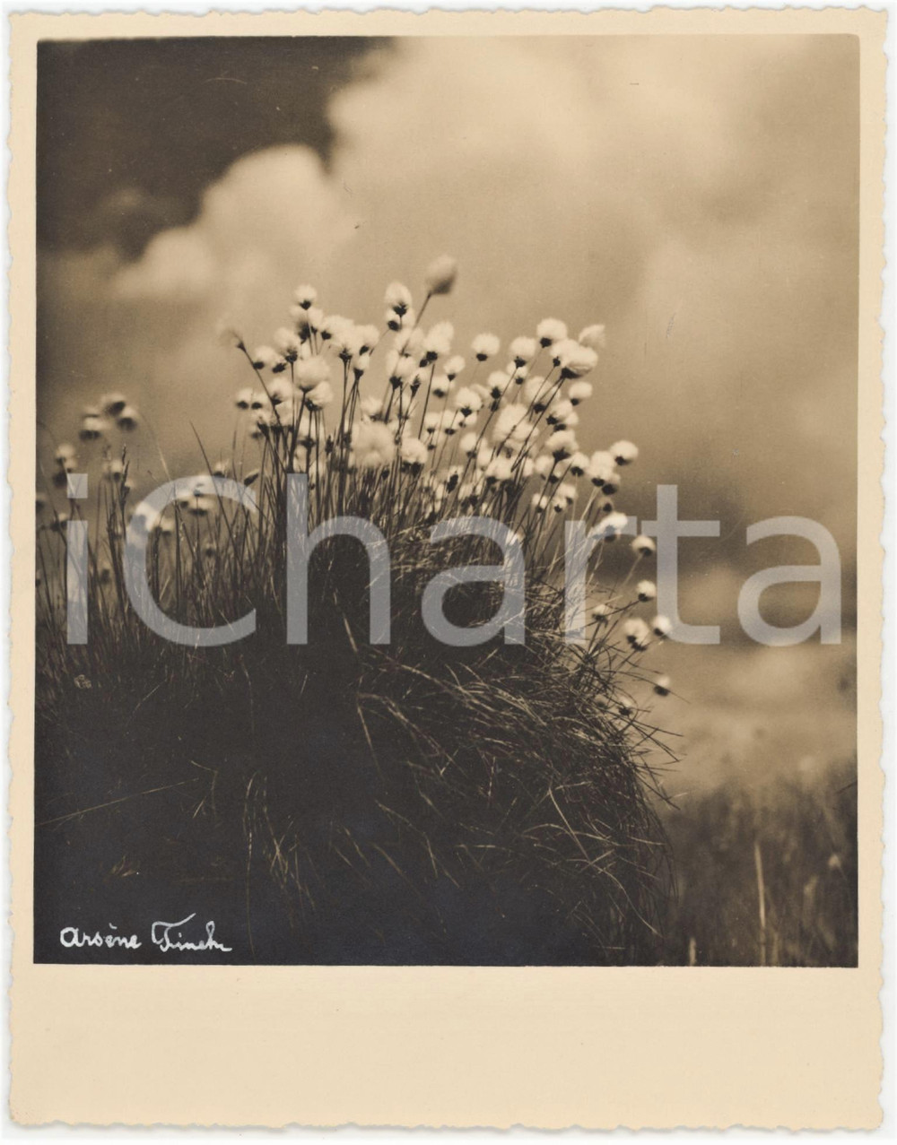 1950 ca BELGIQUE Touffe de linaigrette - Photo ArsÃ¨ne FINCK 13x16 cm  Fotografia originale d'epoca, con firma al recto.Didascalia manoscritta al verso. FOTOGRAFO: Ars&egrave;ne Finck - Ensival, Belgique GOOD/buono  Formato: 13x16 cm originale e autentica 1