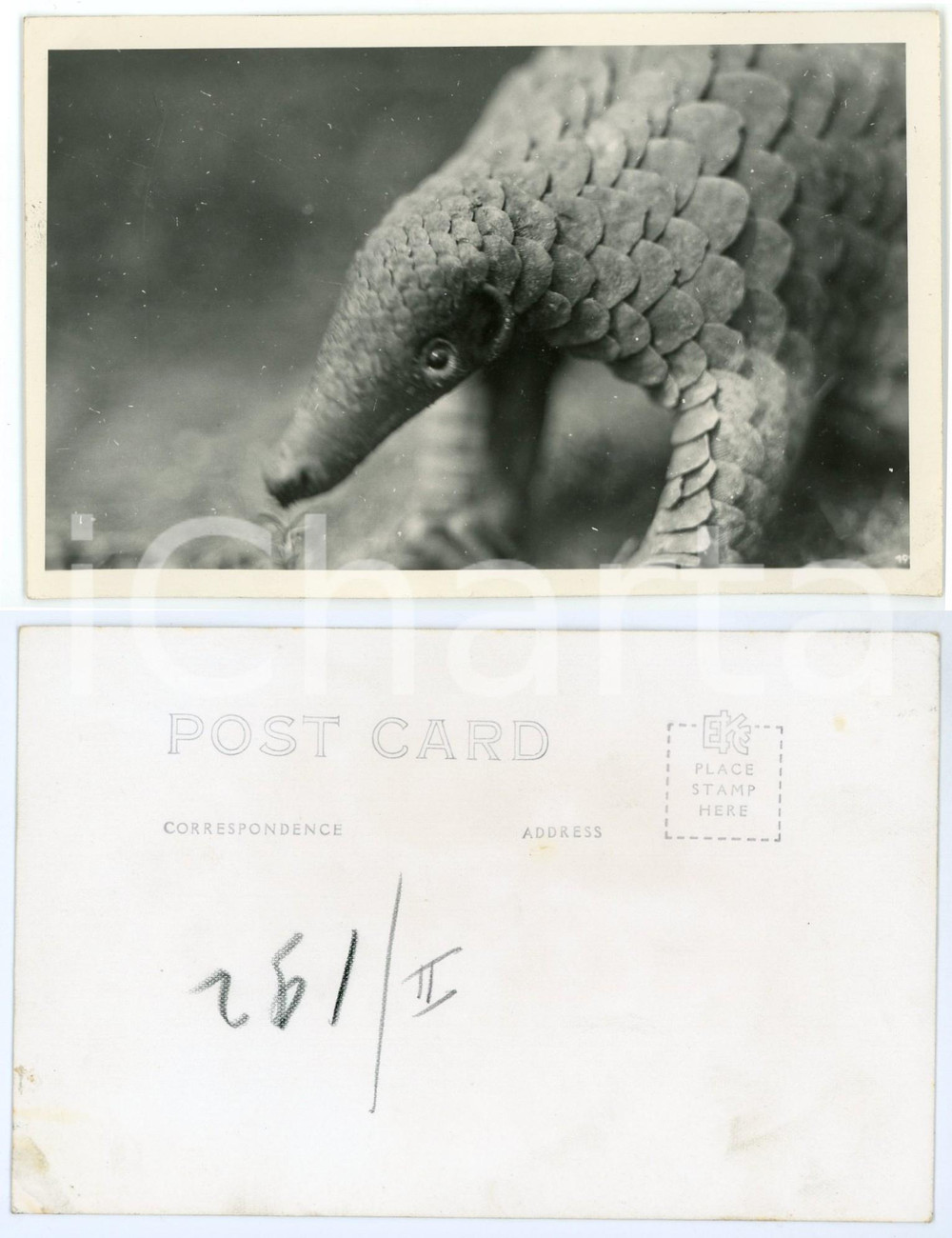 1930 ca C. ZAGOURSKI Â«L'Afrique qui disparaÃ®tÂ» Pangolin - Postcard  Fotocartolina postale d'epoca, appartenente alla serie &laquo;L'Afrique qui dispara&icirc;t&raquo; del fotografo Casimir Zagourski (L&eacute;opoldville)., non viaggiata.CONDIZIONI: FAIRFORMATO: 9x14 cm    originale e autentica 1