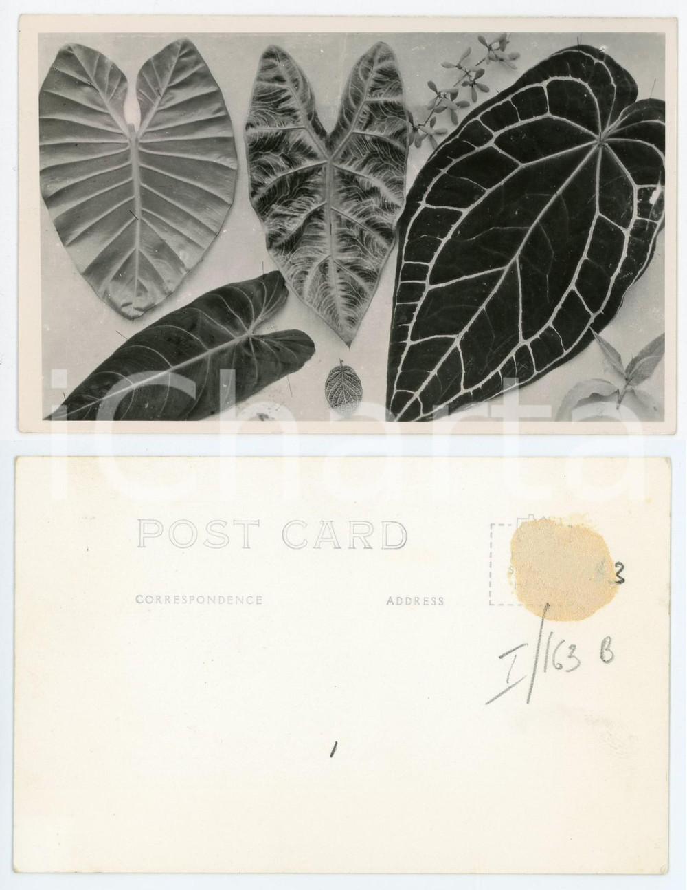 Cartolina originale da collezione 1930 ca C. ZAGOURSKI Â«L Afrique qui disparaÃ®tÂ» Flore africaine Postcard n.163B 1