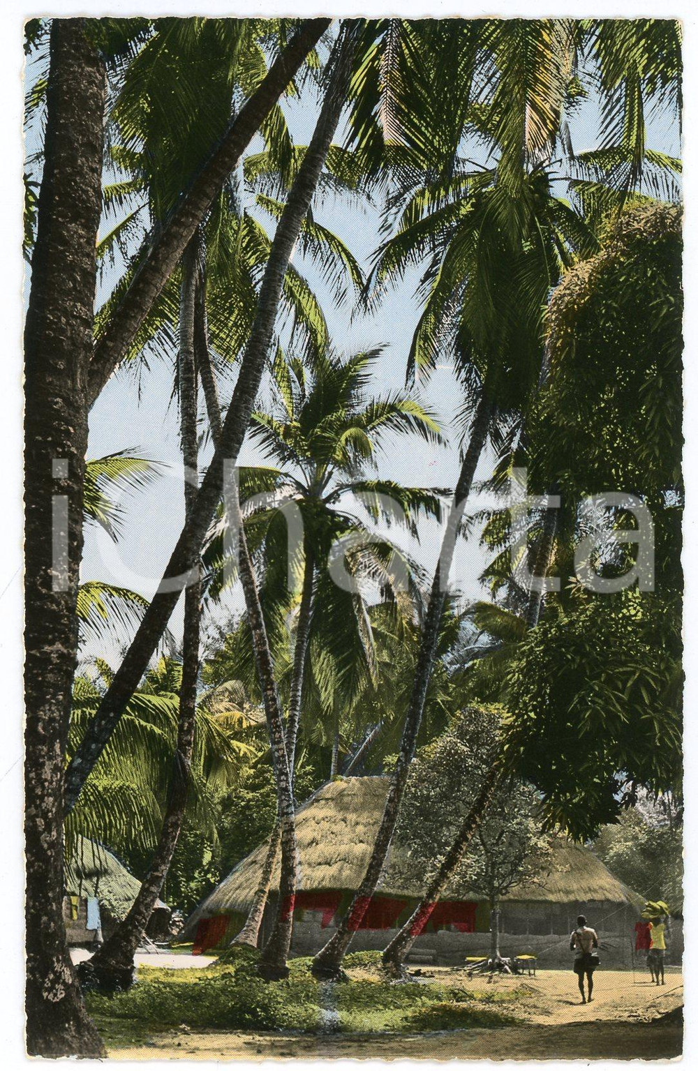 1960 ca AFRIQUE EN COULEURS Contre-jour sous les plalmes - Carte postale FP NV  Cartolina postale d'epoca, non viaggiata.EDITORE: Editions Hoa-Qui, ParisSERIE: L'Afrique en couleurs - n. 1013CONDIZIONI: FAIR FORMATO: FP    originale e autentica 1